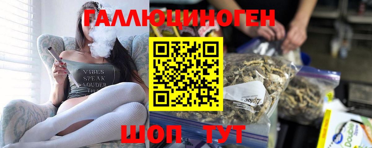 Галлюциногенные грибы Psilocybe Россия